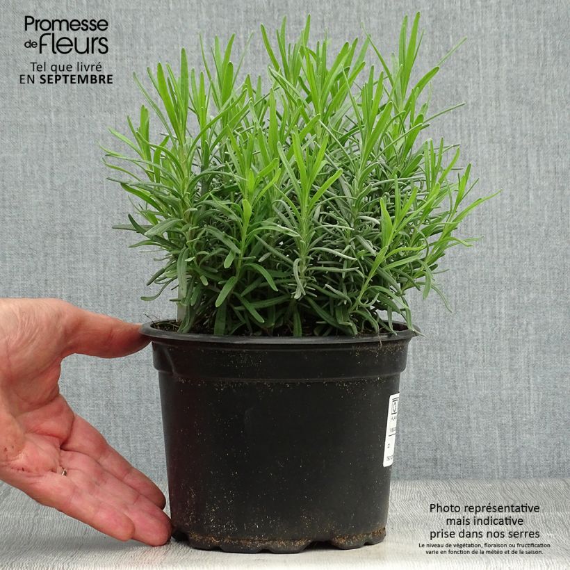 Esemplare di Lavandula angustifolia Dwarf Blue - Lavanda vera Vaso da 2L/3L come consegnato in autunno