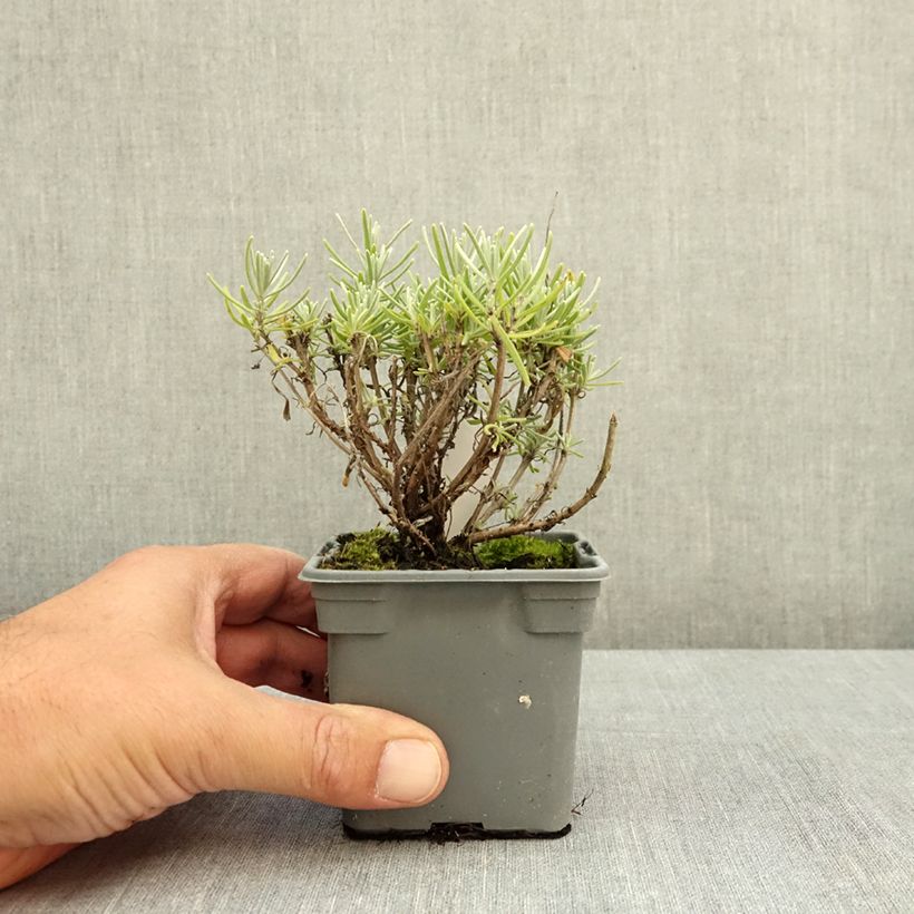 Esemplare di Lavandula angustifolia Havana - Lavanda vera Vasetto da 8/9 cm consegnato in estate