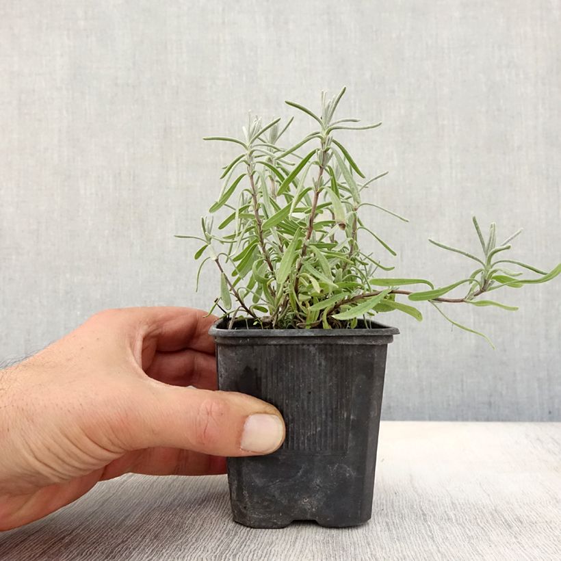 Esemplare di Lavandula angustifolia Hidcote - Lavanda vera Vasetto da 7/8 cm come consegnato in autunno