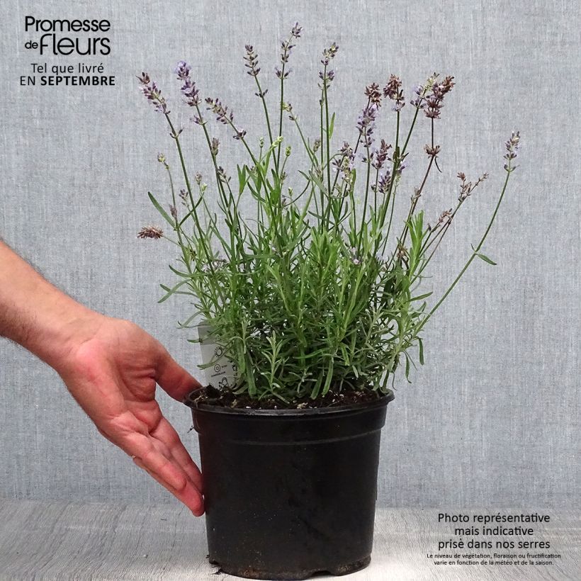 Esemplare di Lavandula angustifolia Hidcote - Lavanda vera Vaso da 3L/4L come consegnato in autunno