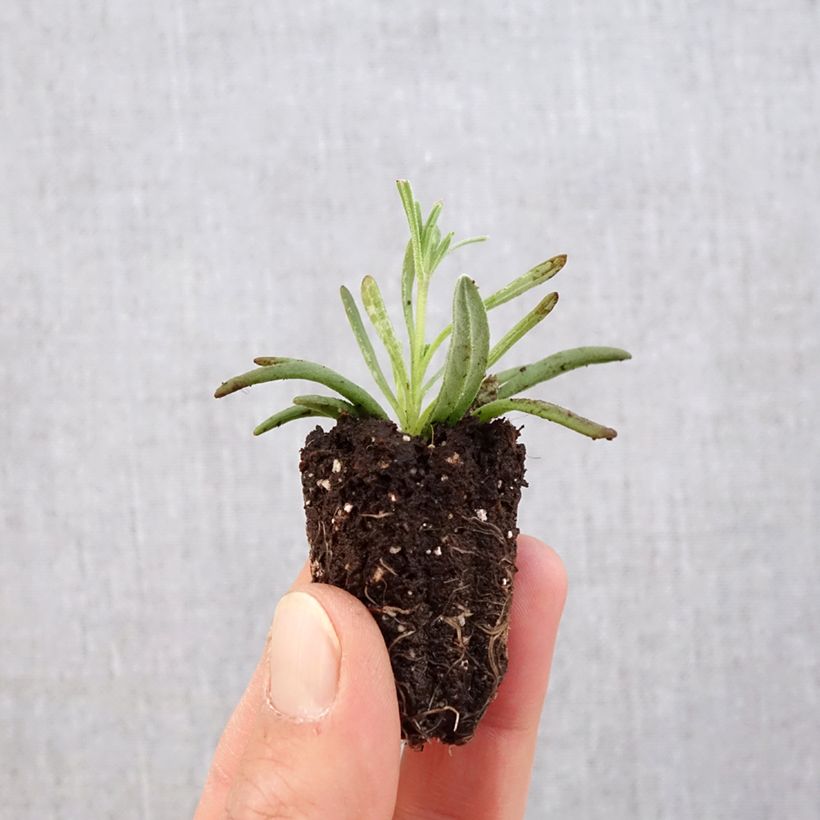 Lavandula angustifolia Hidcote - Lavanda vera mini zolla... esemplare consegnato in primavera