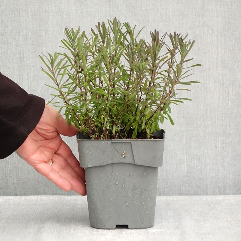 Esemplare di Lavandula angustifolia Rosea - Lavanda vera Vaso da 2L/3L come consegnato in autunno