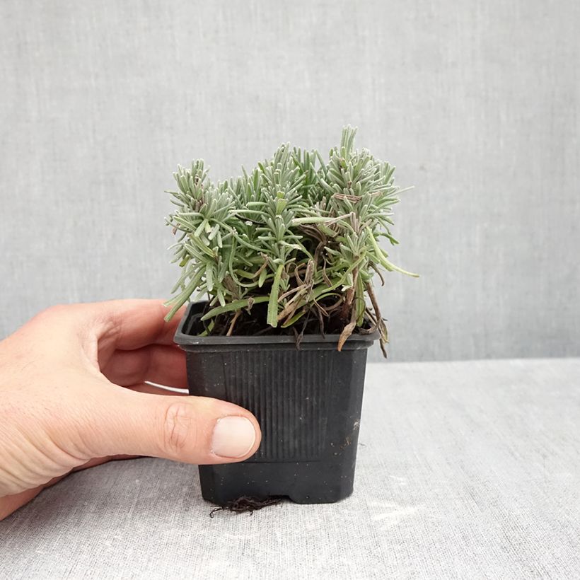 Esemplare di Lavandula angustifolia Loddon Pink - Lavanda vera Vasetto da 8/9 cm come consegnato in autunno