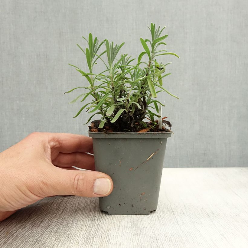 Esemplare di Lavandula angustifolia Middachten - Lavanda vera Vasetto da 8/9 cm come consegnato in autunno