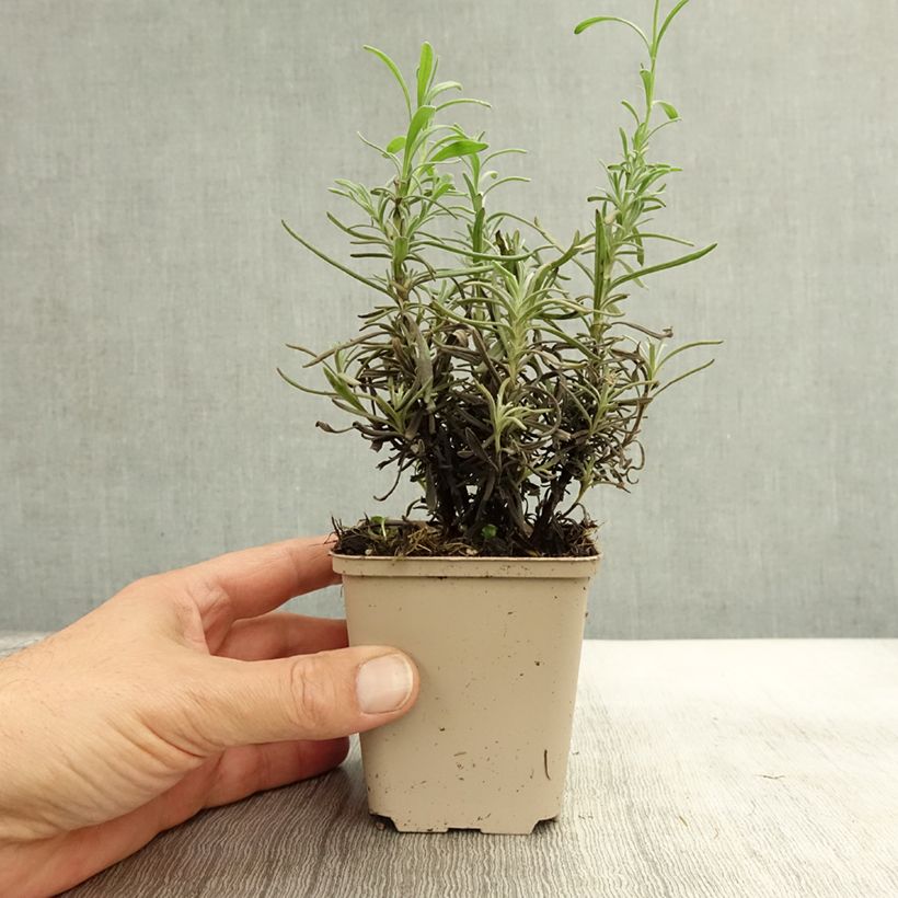Esemplare di Lavandula angustifolia Siesta - Lavanda vera Vasetto da 8/9 cm come consegnato in autunno