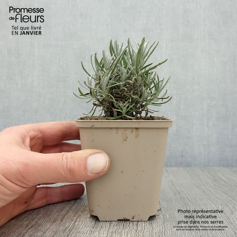 Lavandula angustifolia Siesta - Lavanda vera Vasetto da 8/9 cm esemplare consegnato in inverno