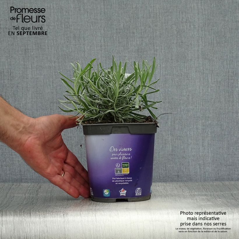 Esemplare di Lavandula intermedia Dutch Group - Lavandino Vaso da 2L/3L come consegnato in autunno
