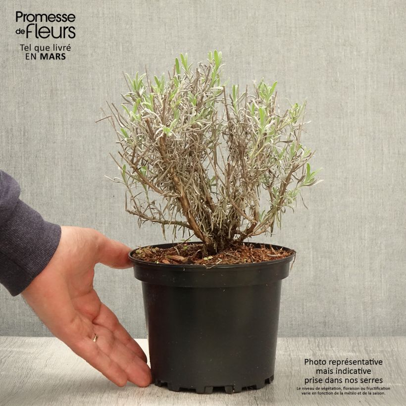 Lavandula intermedia Grappenhall - Lavandino Vaso da 2L/3L esemplare consegnato in primavera
