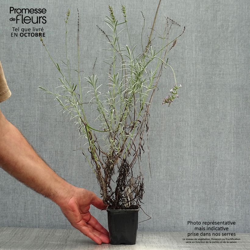 Esemplare di Lavandula intermedia Grappenhall - Lavandino Vasetto da 8/9 cm come consegnato in autunno