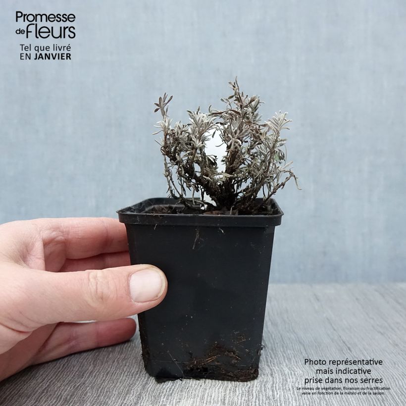 Lavandula angustifolia Essence Purple - Lavanda vera Vasetto da 8/9 cm esemplare consegnato in inverno
