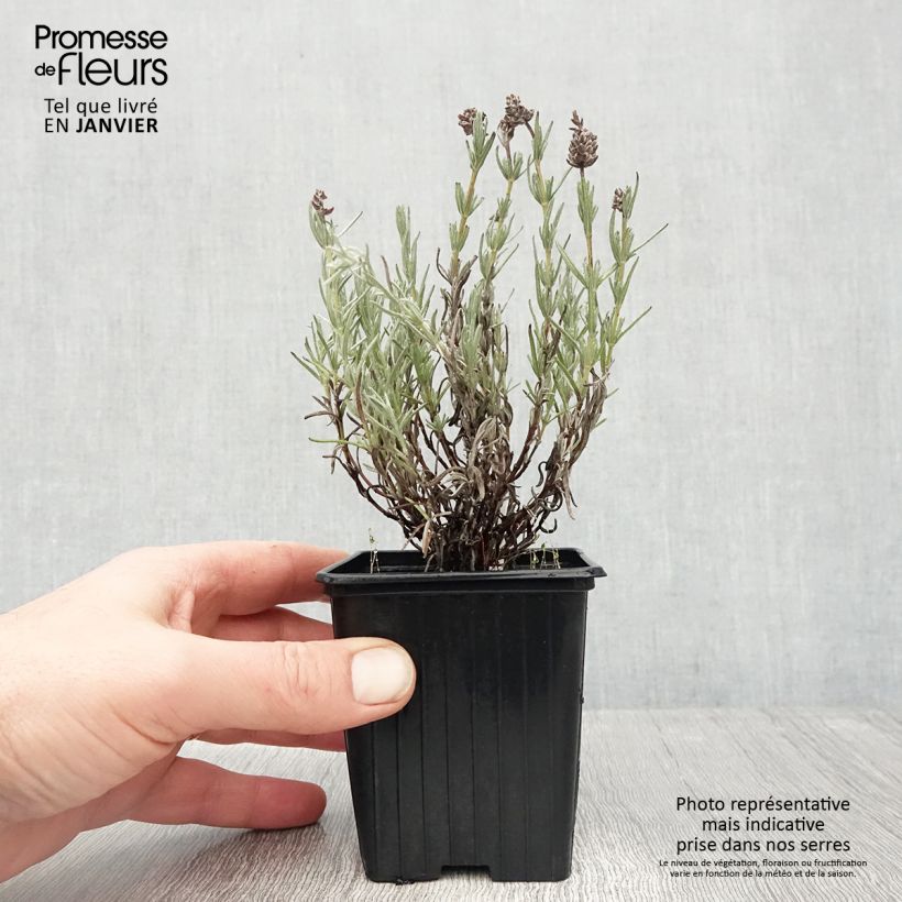 Lavandula stoechas Magical Posy Pink - Lavanda selvatica Vasetto da 8/9 cm esemplare consegnato in inverno