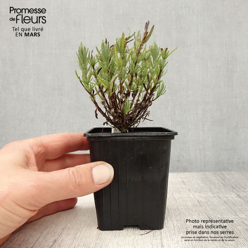 Lavandula stoechas Magical Posy Pink - Lavanda selvatica Vasetto da 8/9 cm esemplare consegnato in primavera