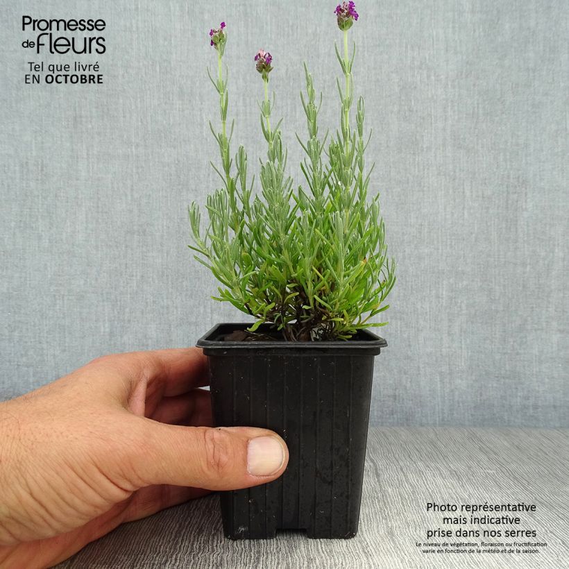 Esemplare di Lavandula stoechas Magical Posy Purple - Lavanda selvatica Vasetto da 8/9 cm come consegnato in autunno