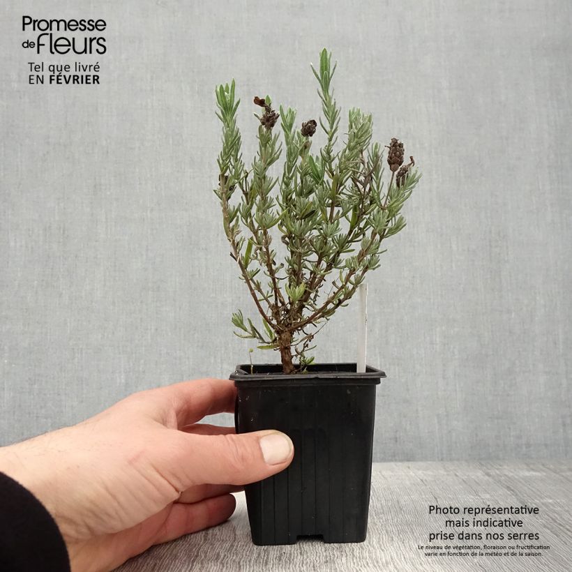 Lavandula stoechas Magical Posy Purple - Lavanda selvatica Vasetto da 8/9 cm esemplare consegnato in inverno