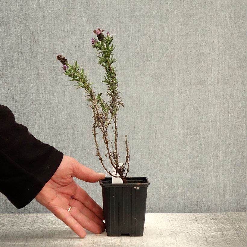Lavandula stoechas Magical Posy Purple - Lavanda selvatica Vasetto da 8/9 cm esemplare consegnato in primavera