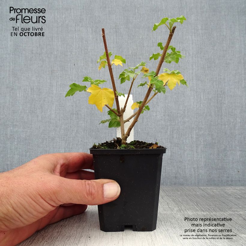 Esemplare di Lavatera maritima Vasetto da 8/9 cm come consegnato in autunno