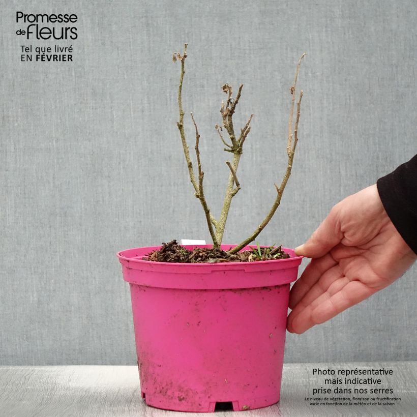 Malva subovata Princesse de Ligne - Malvone delle rupi Vaso da 3L/4L esemplare consegnato in inverno