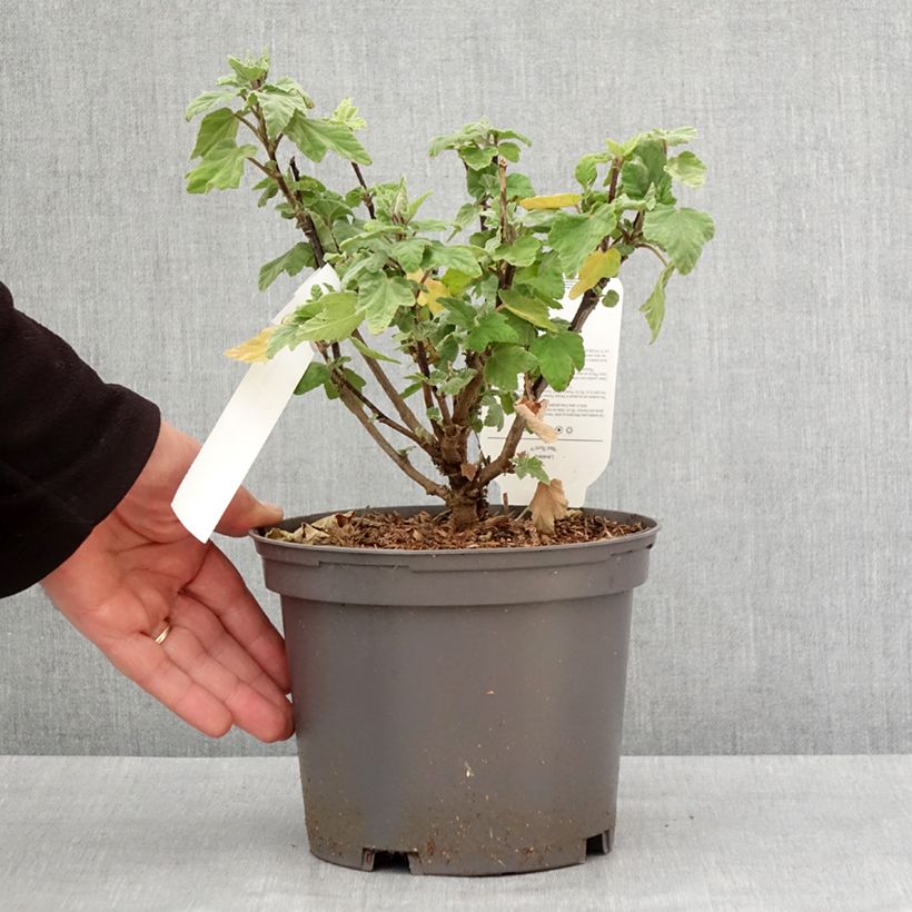 Lavatera Red Rum Vaso da 2L/3L esemplare consegnato in inverno