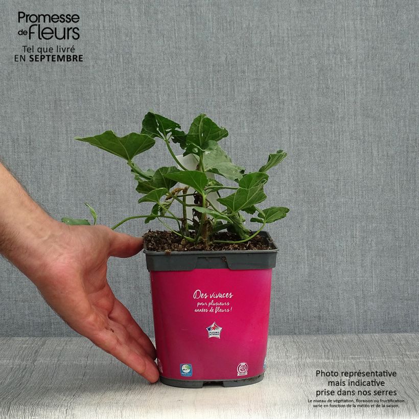 Esemplare di Lavatera olbia Rosea Vaso da 2L/3L come consegnato in autunno