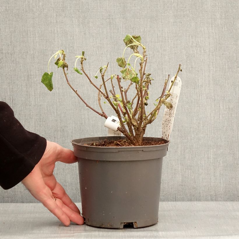 Lavatera Barnsley Baby Vaso da 2L/3L esemplare consegnato in inverno