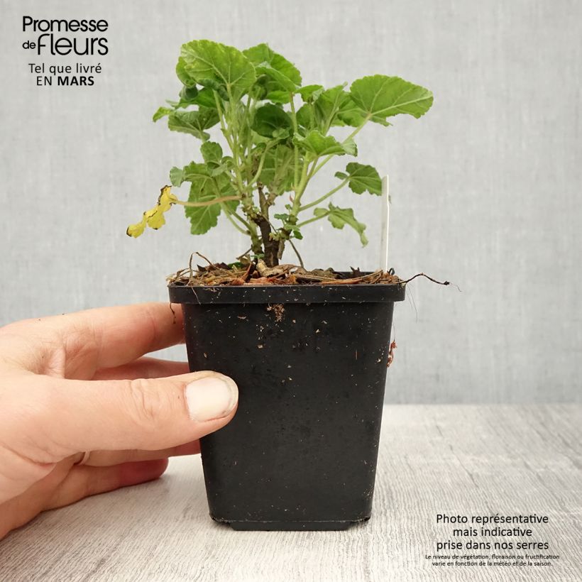 Lavatera Burgundy Wine Vasetto da 8/9 cm esemplare consegnato in primavera