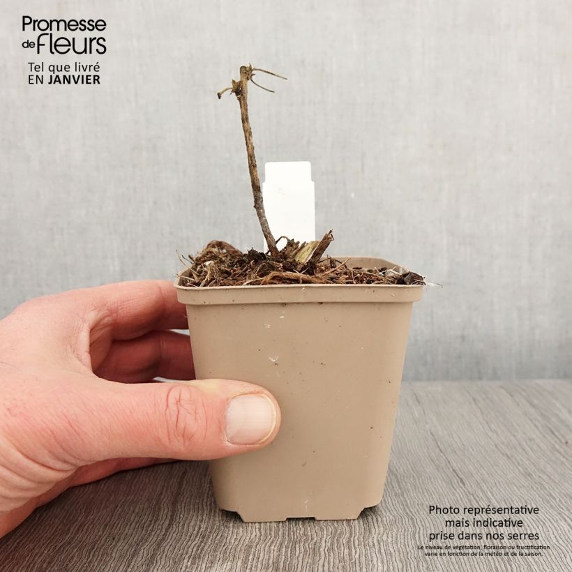 Lavatera White Angel Vasetto da 8/9 cm esemplare consegnato in inverno