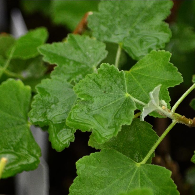 Lavatera maritima Bicolor (Fogliame)