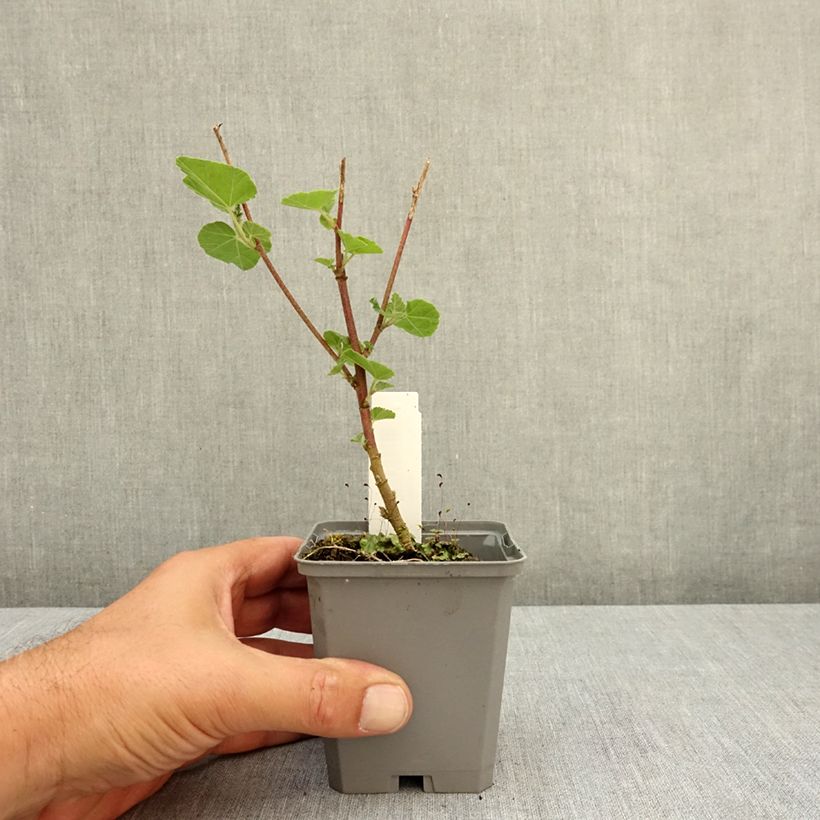 Esemplare di Lavatera thuringiaca Bredon Springs Vasetto da 8/9 cm consegnato in estate