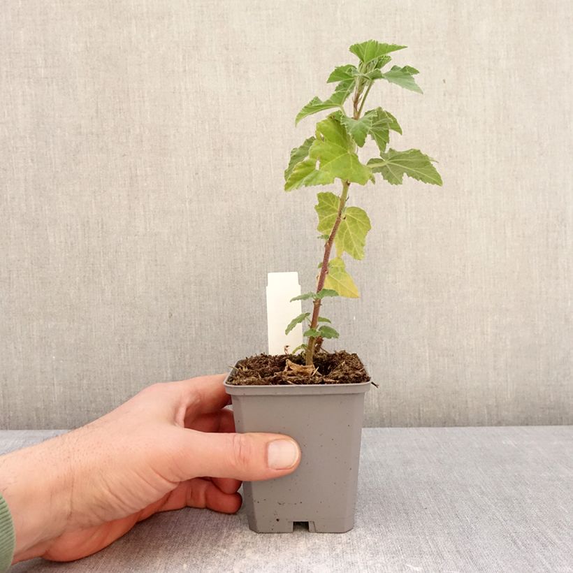 Lavatera thuringiaca Bredon Springs Vasetto da 8/9 cm esemplare consegnato in inverno