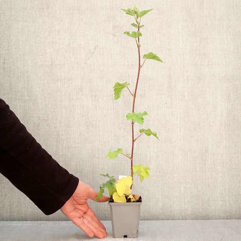 Lavatera thuringiaca Bredon Springs Vasetto da 8/9 cm esemplare consegnato in primavera