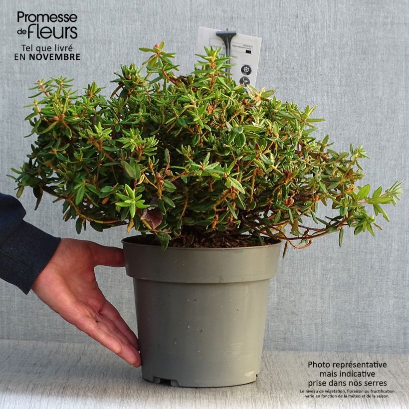 Esemplare di Ledum groenlandicum Helma Vaso da 2L/3L come consegnato in autunno