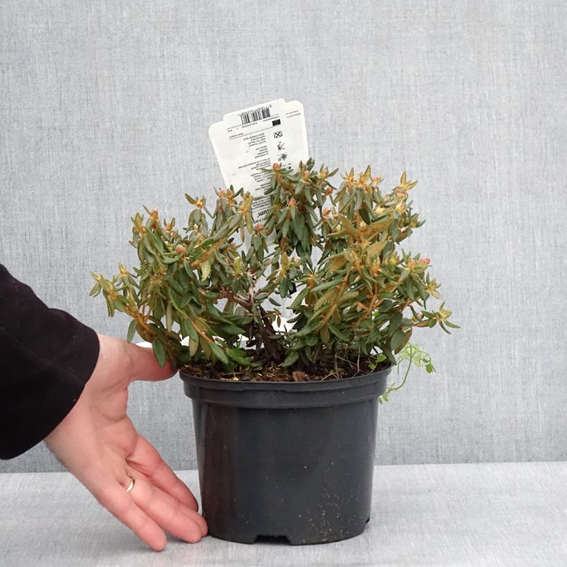 Ledum groenlandicum Compactum Vaso da 2L/3L esemplare consegnato in inverno