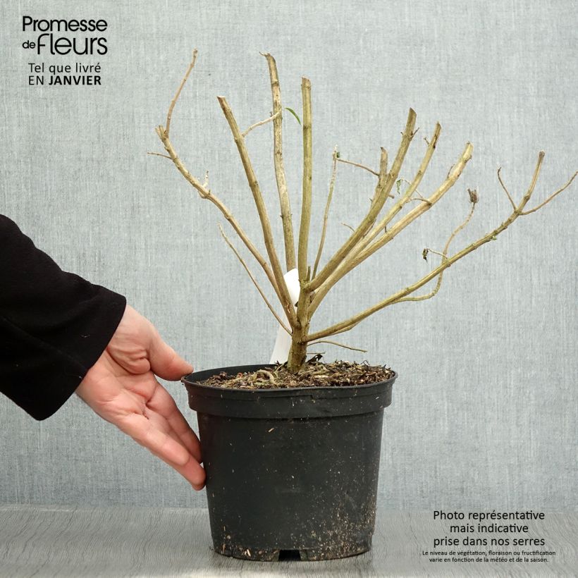 Leonotis leonurus - Coda di leone Vaso da 3L/4L esemplare consegnato in inverno