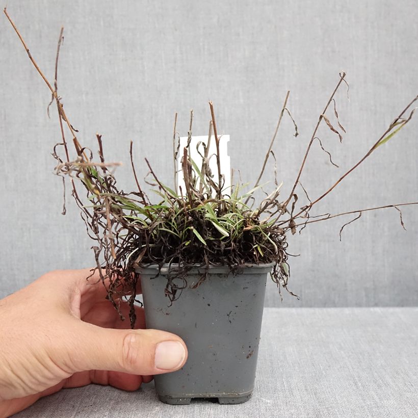 Esemplare di Leontopodium alpinum Mont Blanc - Stella alpina Vasetto da 8/9 cm come consegnato in autunno