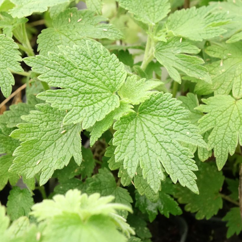 Leonurus cardiaca - Cardiaca comune (Fogliame)