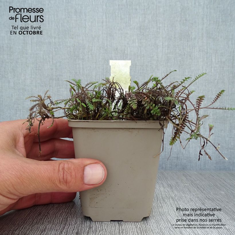 Esemplare di Leptinella squalida Platt's Black Vasetto da 8/9 cm come consegnato in autunno