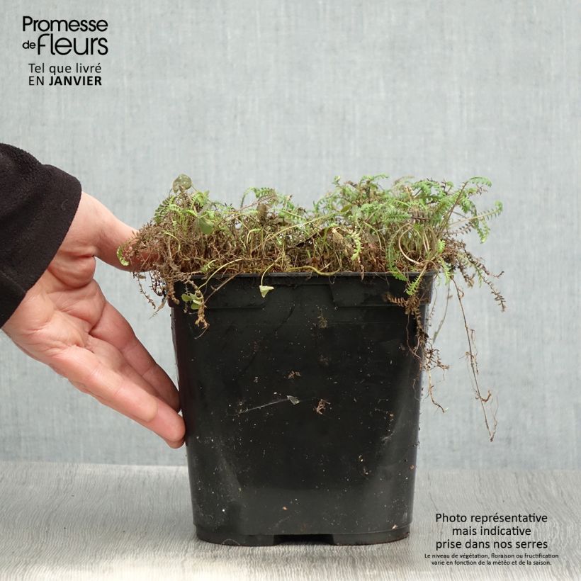 Leptinella squalida Platt's Black Vaso da 3L/4L esemplare consegnato in inverno