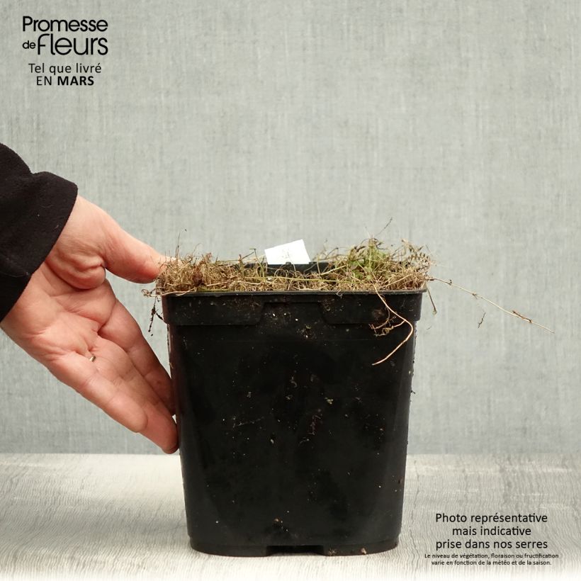 Leptinella squalida Platt's Black Vaso da 3L/4L esemplare consegnato in primavera