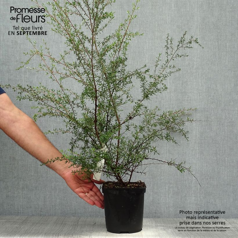 Esemplare di Leptospermum scoparium Coral candy - Manuka Vaso da 2L/3L come consegnato in autunno