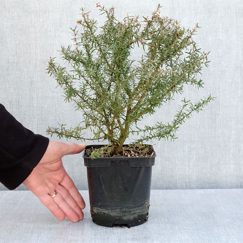 Leptospermum scoparium Apple blossom - Manuka Vaso da 2L/3L esemplare consegnato in primavera