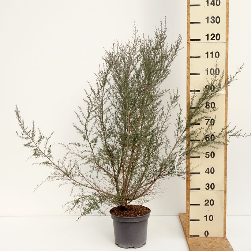 Esemplare di Leptospermum scoparium Martini - Manuka Vaso da 7,5L/10L consegnato in estate