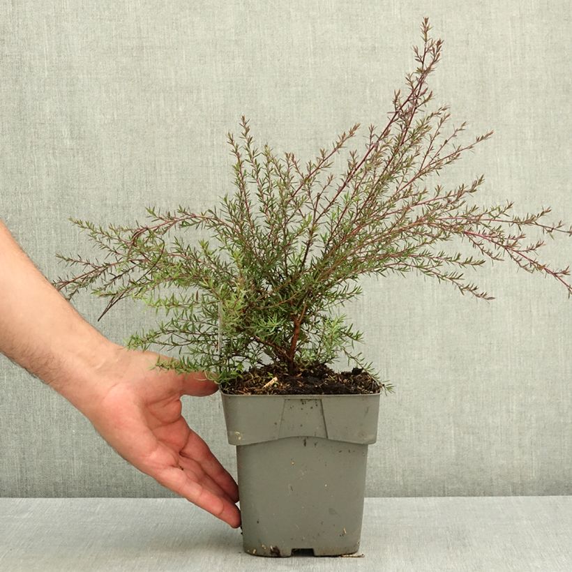 Esemplare di Leptospermum scoparium Red damask - Manuka Vaso da 2L/3L consegnato in estate