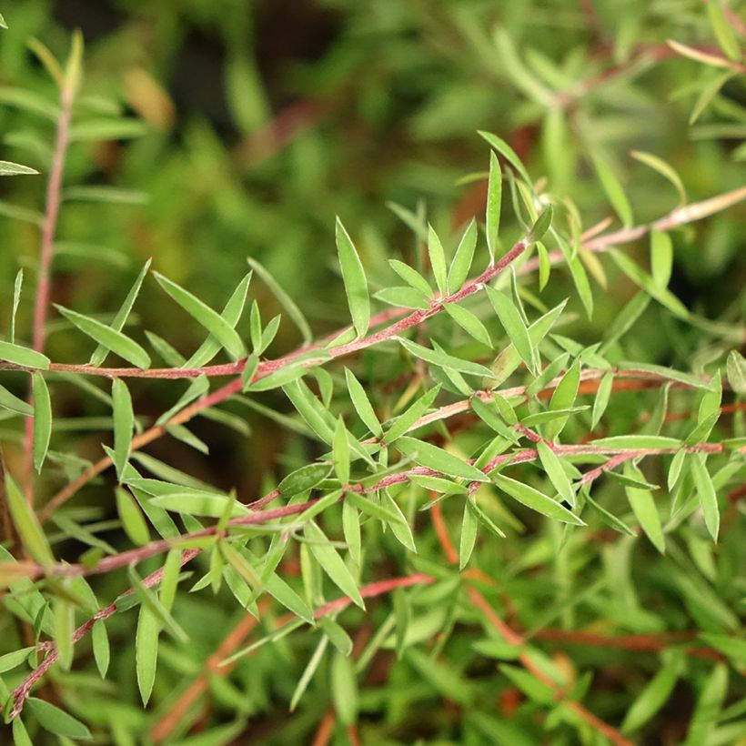Leptospermum scoparium Red Falls - Manuka (Fogliame)