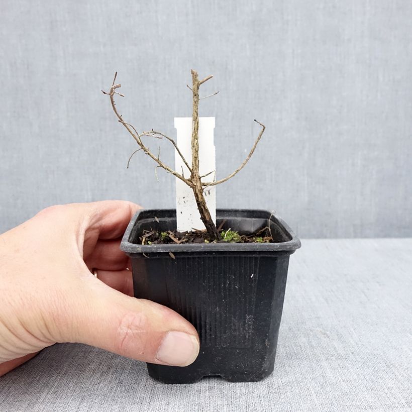 Leptospermum scoparium Snow Flurry - Manuka Vasetto da 8/9 cm esemplare consegnato in primavera