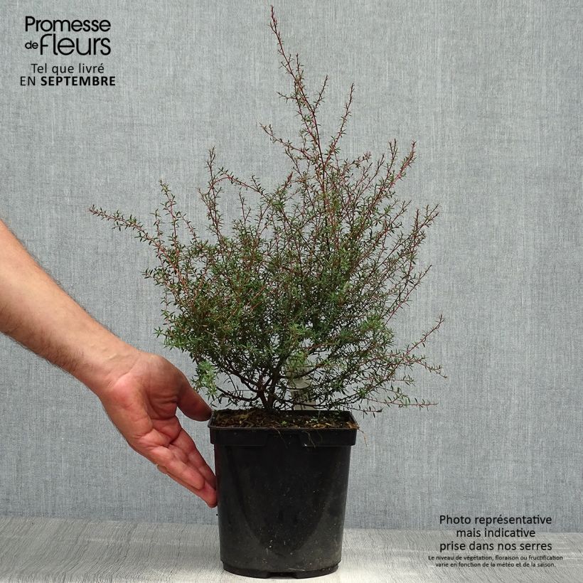 Esemplare di Leptospermum scoparium Wiri Kerry - Manuka Vaso da 2L/3L come consegnato in autunno