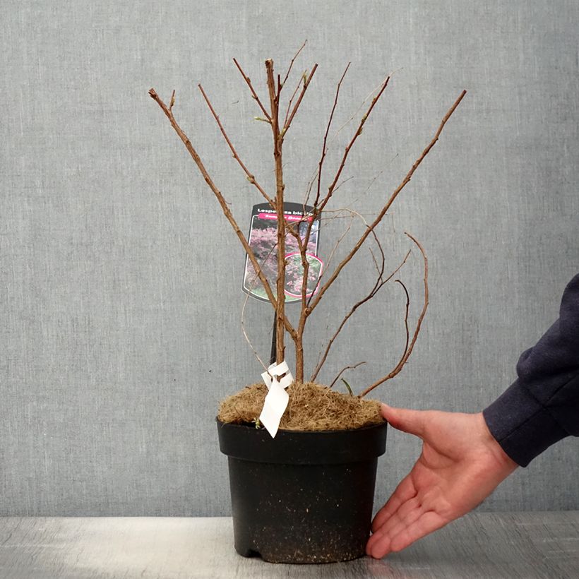 Lespedeza bicolor Summer Beauty Vaso da 3L/4L esemplare consegnato in primavera