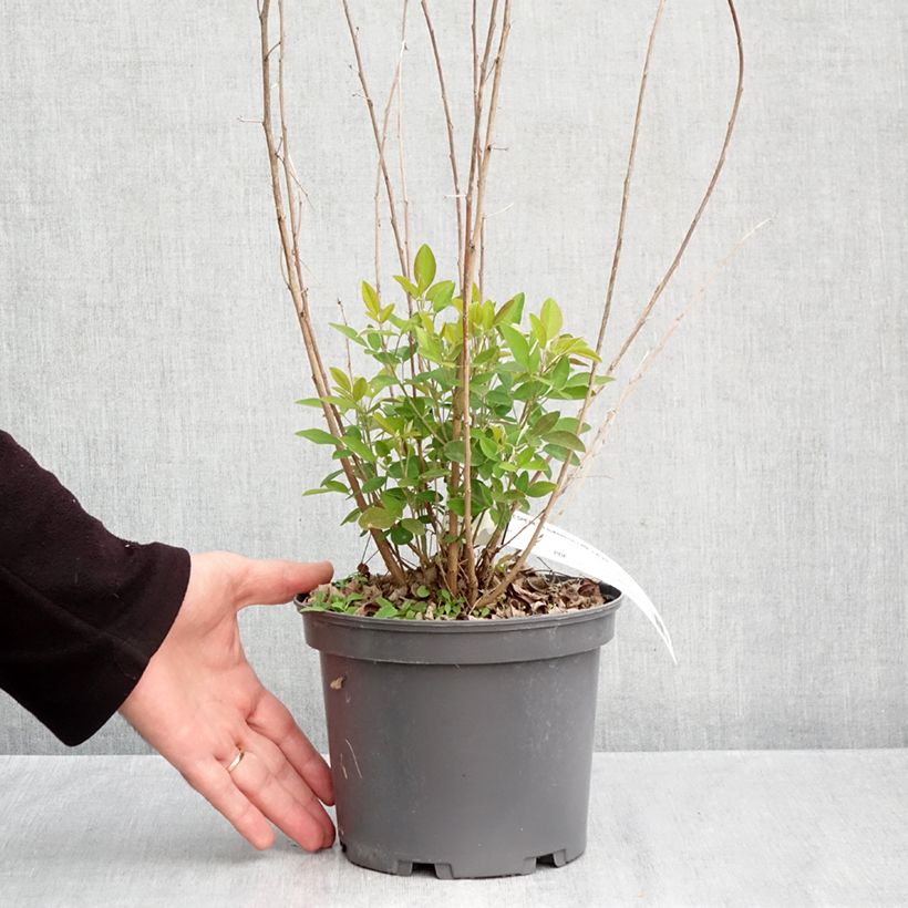 Esemplare di Lespedeza liukiuensis Little Volcano Vaso da 3L/4L come consegnato in autunno