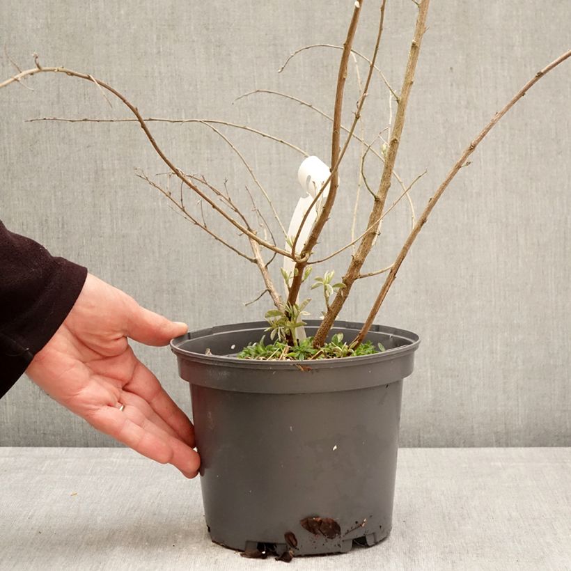 Lespedeza liukiuensis Little Volcano Vaso da 3L/4L esemplare consegnato in primavera