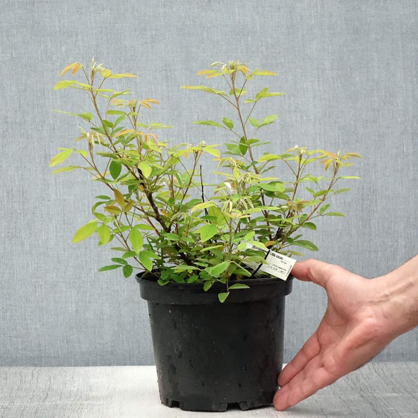 Esemplare di Lespedeza liukiuensis Little Volcano Vaso da 3L/4L consegnato in estate