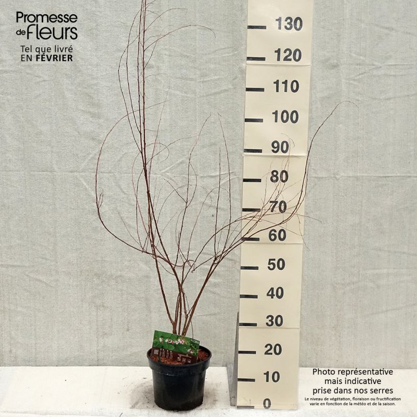 Lespedeza thunbergii Edo-Shibori Vaso da 3L/4L esemplare consegnato in inverno